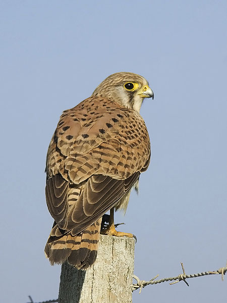 Tuulihaukka, Common Kestrel, Falco tinnunculus